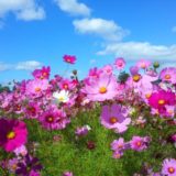 目が合わない。うちの子自閉症？